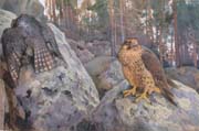 the hawks in the woods